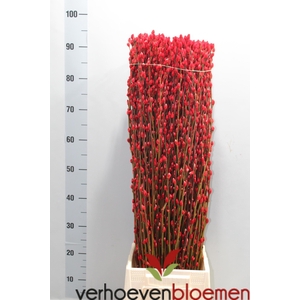 SALIX  SN FLA KLB H%