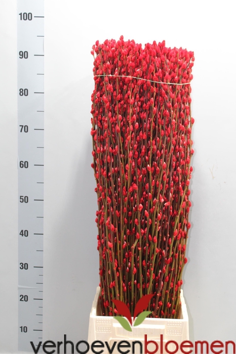 <h4>SALIX  SN FLA KLB H%</h4>