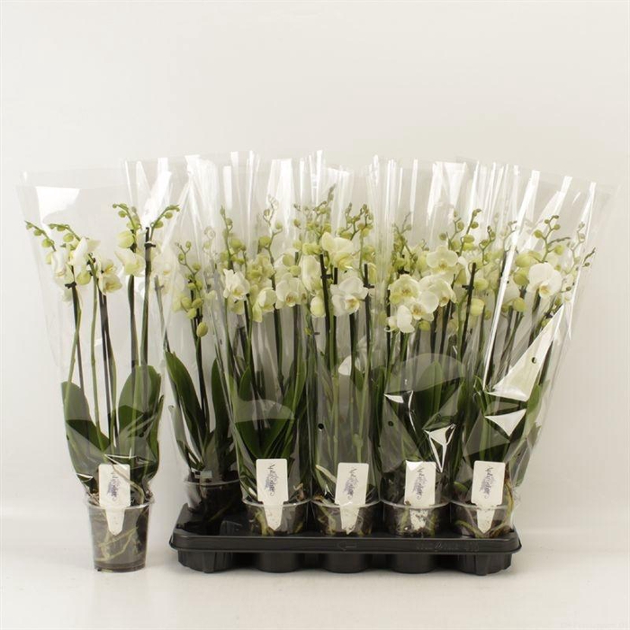 <h4>PHAL OV WIT</h4>