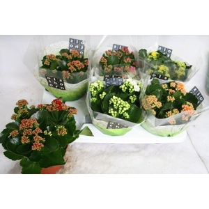 Kalanchoe