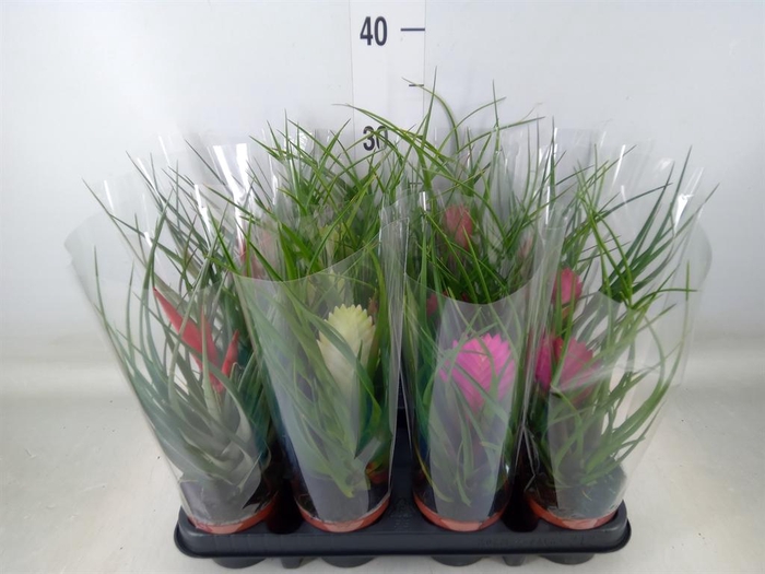 <h4>Tillandsia cyanea</h4>