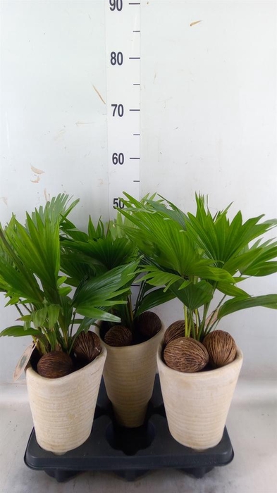 <h4>Livistona rotundifolia</h4>