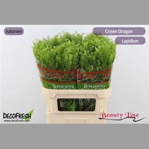 Lep Vi Green Dragon