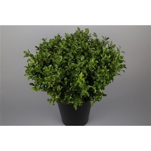 PITTOSPORUM NIGRA 150 GR