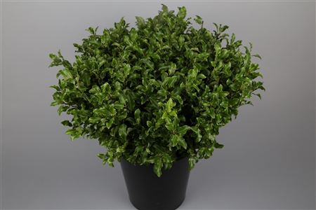 <h4>PITTOSPORUM NIGRA 150 GR</h4>