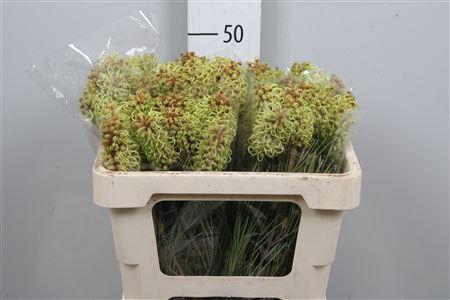 <h4>Grevillea Spiderman</h4>