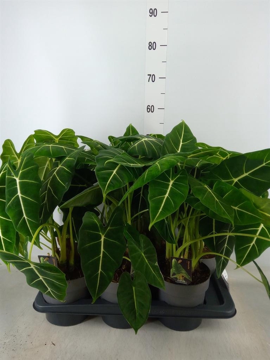 <h4>Alocasia   ...</h4>