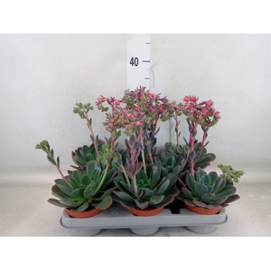 Echeveria  'Blue Prince'