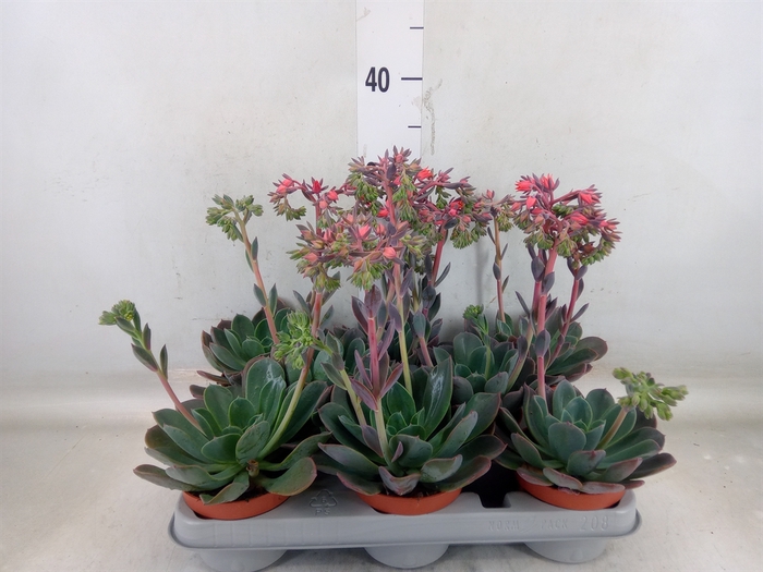 <h4>Echeveria  'Blue Prince'</h4>