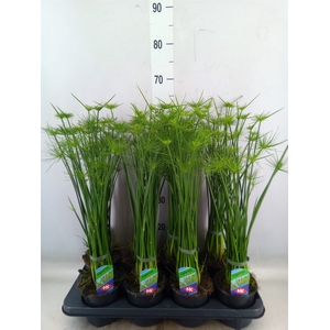 Cyperus haspan