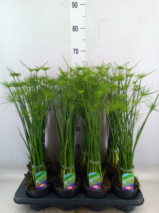 <h4>Cyperus haspan</h4>