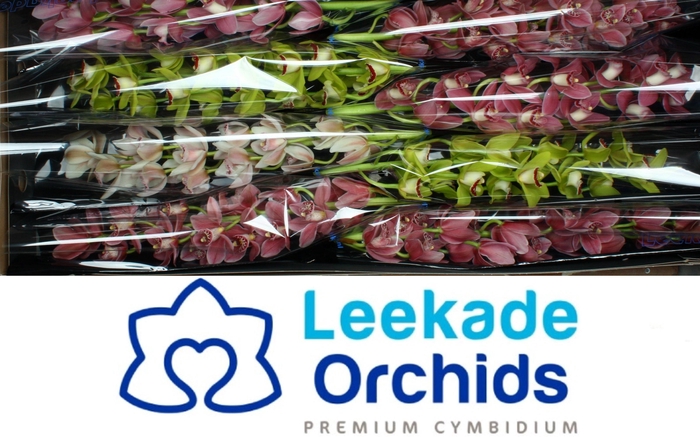 <h4>CYMB MI GEM</h4>