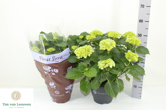 <h4>HYDR M HI RIVER</h4>