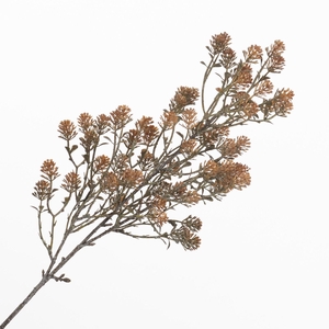 Sedum Spray Orange LV330172ORA