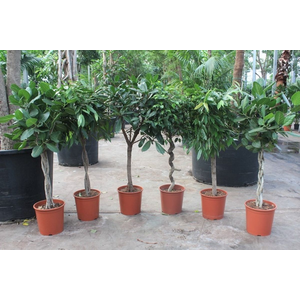 Houseplant Mix CC Ficus Exotic Mix P30