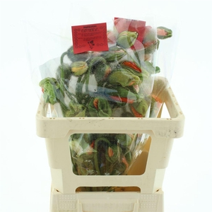 Papa Pizzicato Super