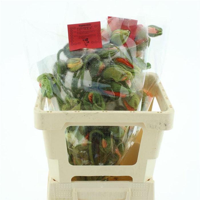 <h4>Papa Or Pizzicato X10 Sleeved</h4>