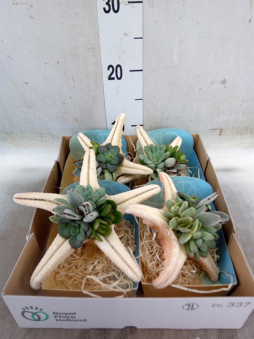 <h4>Planten  ..in schelp L%</h4>