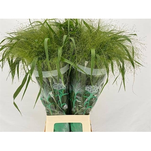 PANICUM FONTAINE
