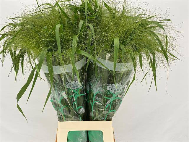 <h4>PANICUM FONTAINE</h4>
