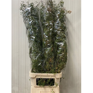 Rosa Corallo Green