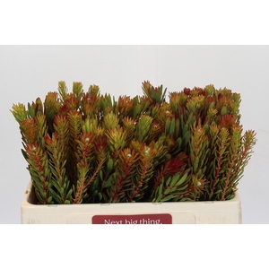 Leucadendron Safari Sunset