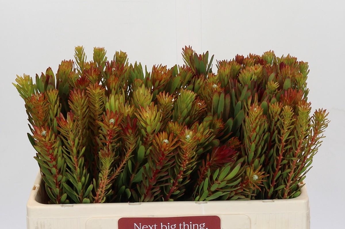 <h4>Leucadendron Safari Sunset</h4>