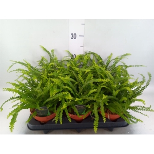 Nephrolepis cord. 'Duffii'
