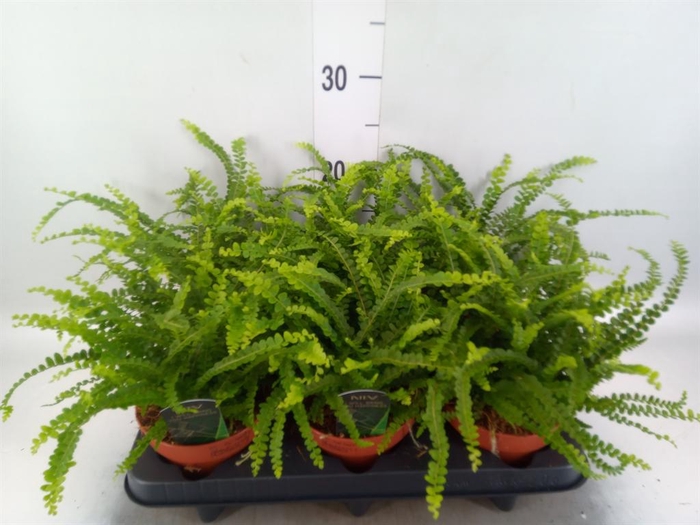 <h4>Nephrolepis cord. 'Duffii'</h4>