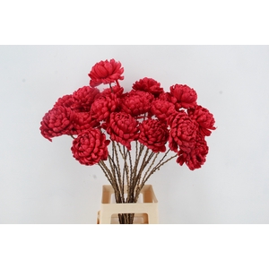 Stick Shola Dahlia Ø12Red