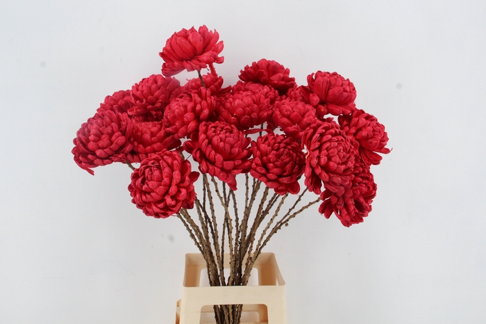 <h4>Stick Shola Dahlia Ø12Red</h4>