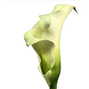 CALLA EXOTIC VENTURA 070 CM