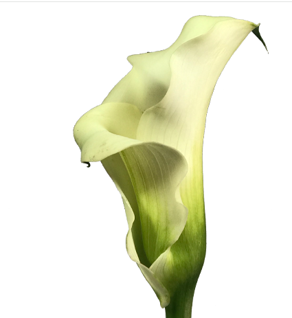 CALLA EXOTIC VENTURA 070 CM