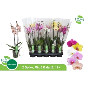 PHAL GEM