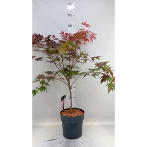 Acer palmatum 'Atropurpureum'