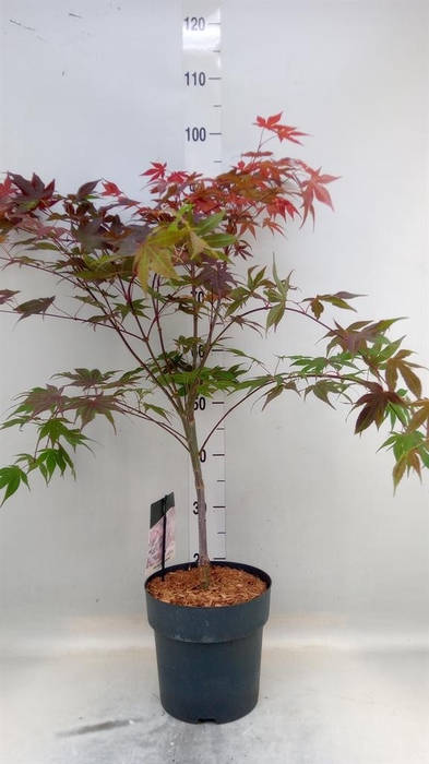 <h4>Acer palmatum 'Atropurpureum'</h4>