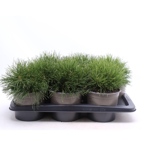 Pinus mugo pumilio