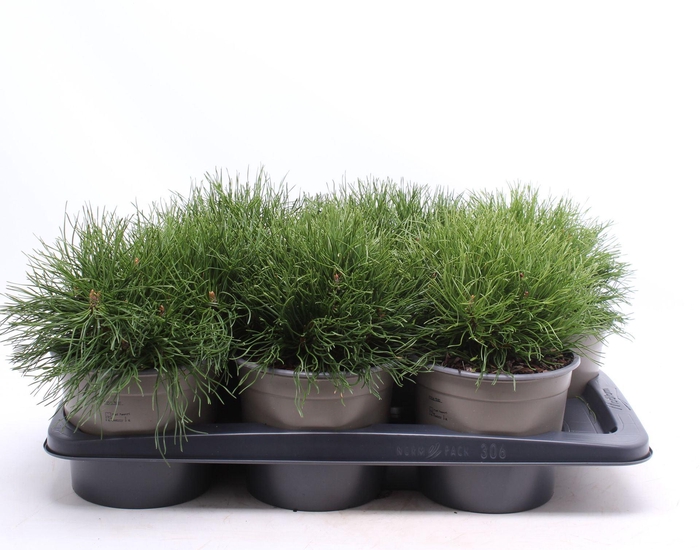 <h4>Pinus mugo pumilio</h4>