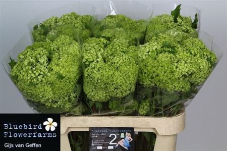 <h4>Viburnum Roseum St 2+</h4>