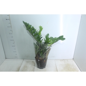 ZAMIOCULCAS P17