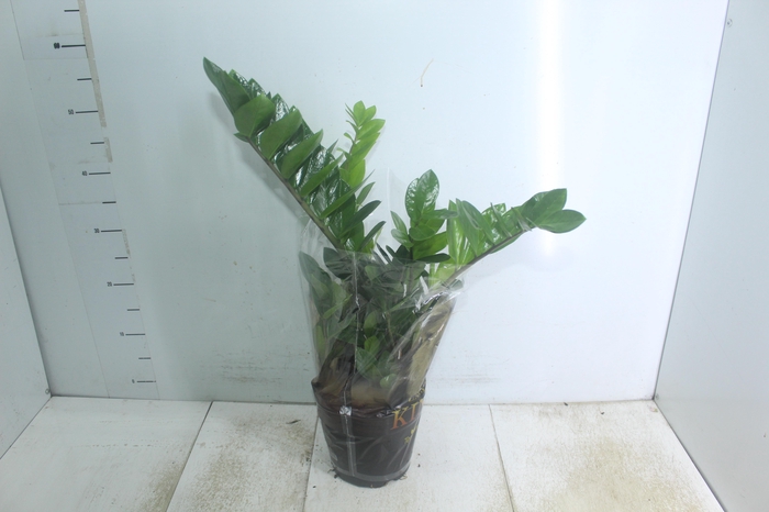 <h4>ZAMIOCULCAS P17</h4>