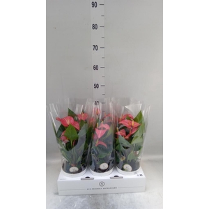 Anthurium andr. 'Livium Red Mirco'