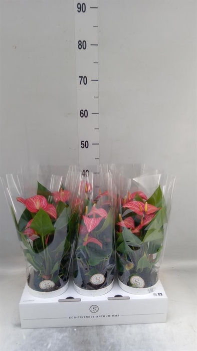<h4>Anthurium andr. 'Livium Red Mirco'</h4>