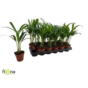 Chrysalidocarpus lutescens overig