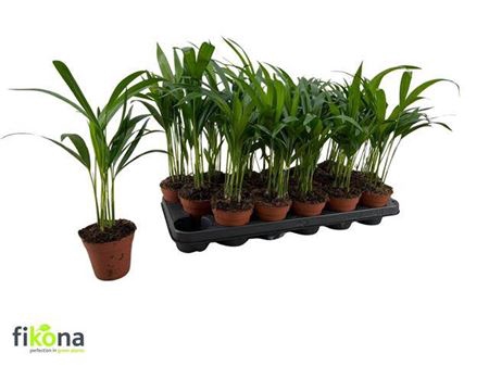 <h4>Chrysalidocarpus lutescens overig</h4>