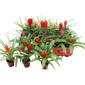 BROMELIA GEM