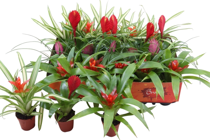 <h4>BROMELIA GEM</h4>