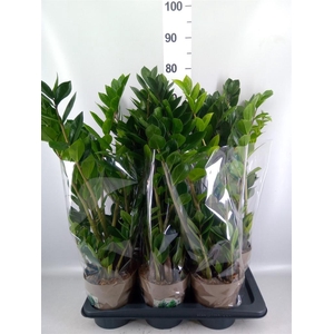 Zamioculcas zamiifolia