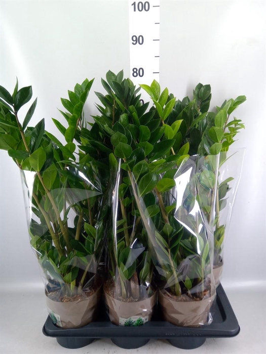 <h4>Zamioculcas zamiifolia</h4>
