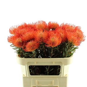Leucospermum Cord. Succession